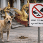 Rage en Thaïlande un risque rare, mais à prendre très au sérieux